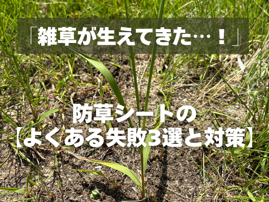 チガヤが生えてきている写真